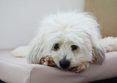 Mein Hund Momo